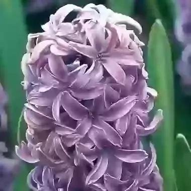 Splendid Cornelia